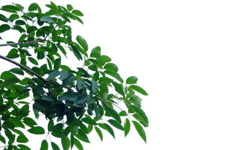 Tropical tree leaves with branches on white isolated background for green foliage backdrop and copy spaceの写真素材