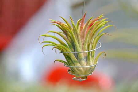 A small beautiful Tillandsia plant in a steel. basket hanging from wire with blurred green red colors backgroundの写真素材