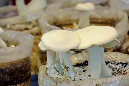 Close up white mushroom growing in a plastic bag in glasshouse areaの写真素材
