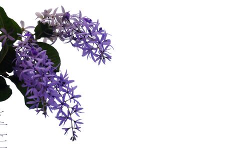 A bunch of sweet purple Petrea Volubilis flower blossom with green leaves and sun light on white isolated backgroundの写真素材