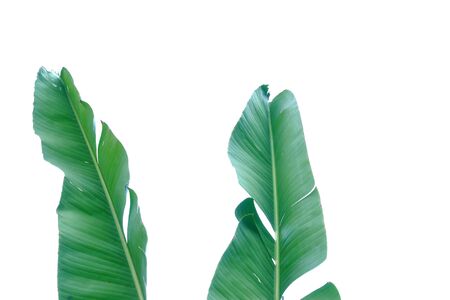 Tearing banana leaves on white isolated background for green foliage backdrop with copy space