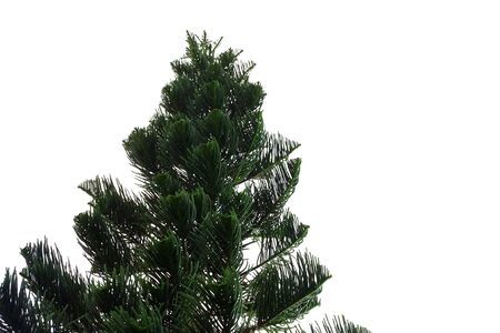 Pine tree with branches leaves on white isolated background for green foliage backdropの写真素材