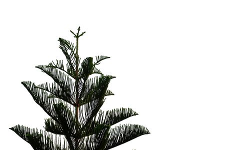 A pine tree growing in botanical garden on white isolated background for green foliage backdrop