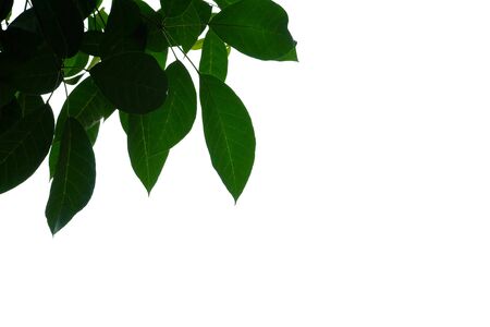 Tropical tree leaves with branches on white isolated background for green foliage backdrop and copy spaceの写真素材