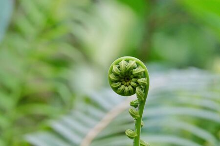 Young tropical Paco fern growing in rainforest garden with sun light and green nature backgroundの写真素材