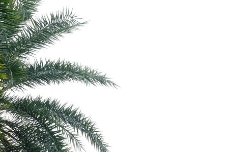 Palm leaves with branches on white isolated background for green foliage backdrop and copy spaceの写真素材