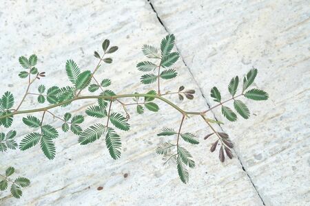 Blurred Mimosa Pudica grass leaves with branches on white cement background