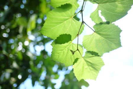 In selective focus young tropical tree leaves growing in a garden with warm light and green nature...