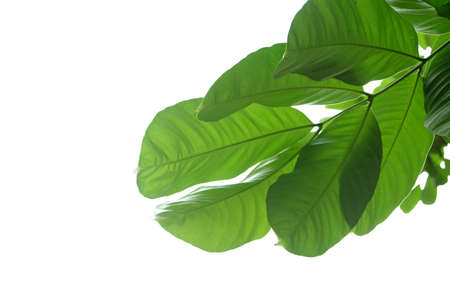 Tropical tree with leaves branches on white isolated background for green foliage backdropの写真素材