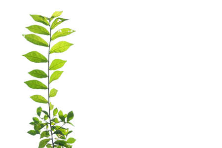 Tropical plant with leaves branches on white isolated background for green foliage backdropの写真素材