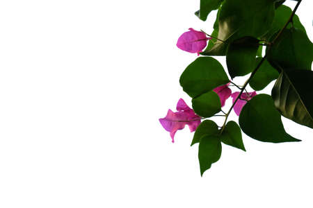 In selective focus of sweet pink bougainvillea flower blossom with green leaves on white isolated backgroundの写真素材