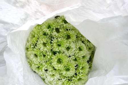 In selective focus green Chrysanthemum flower bloosom in a white paper packaging.の写真素材