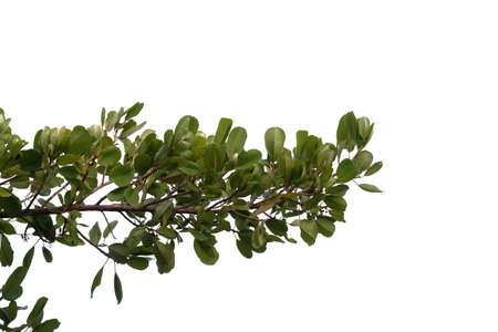 Tropical tree with leaves branches on white isolated background for green foliage backdropの写真素材