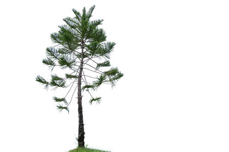 A pine tree trunk with leaves branches on white isolated background for green foliage backdrop and copy spaceの写真素材