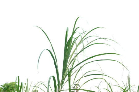 In selective focus wild grass leaves with wind blowing on white isolated background for green foliage backdropの写真素材