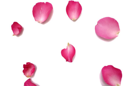 Blurred a group of sweet pink rose corollas on white isolated background with softly style and copy spaceの写真素材