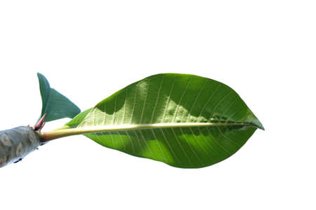 Young tropical Plumeria leaves with sunlight on white isolated background for green foliage backdropの写真素材