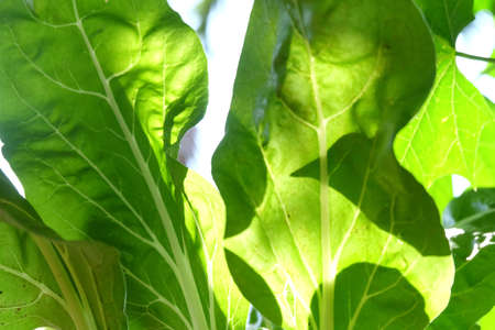 In selective focus big Swiss chard leaves growing in a garden with warm light in the morning