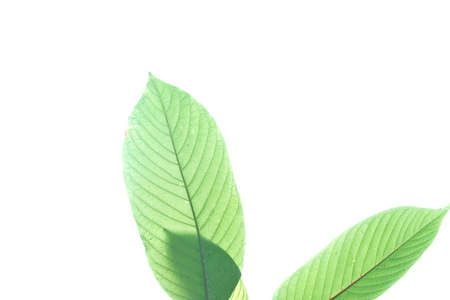 A branch of Kratom leaves on white isolated background for green foliage backdrop