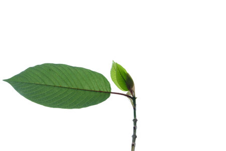 A branch of Kratom leaves on white isolated background for green foliage backdropの写真素材