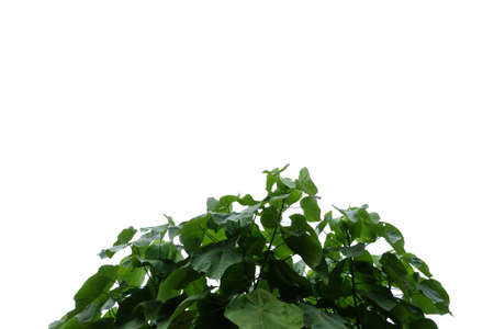 Tropical tree leaves with branches on white isolated background for green foliage backdropの写真素材