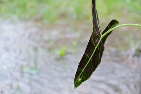 A closeup shot of a green leaf on a blurred natural background