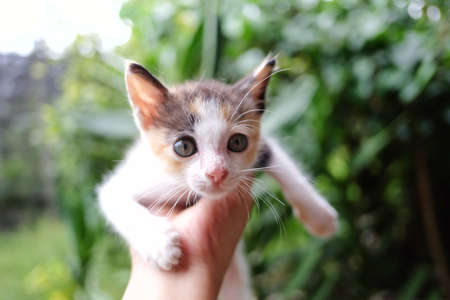 Cute little kitten in hand. Selective focus. Animal.