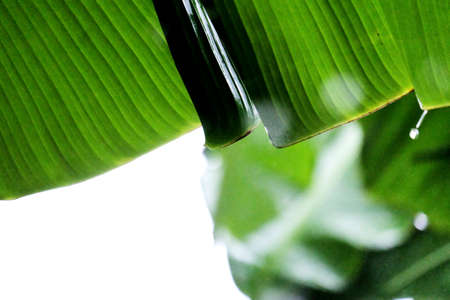 Banana leaves with water drops on white background, selective focus.の写真素材