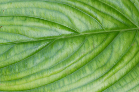 Close up a tropical Bat flower leaf with veins details and green color for background backdropの写真素材