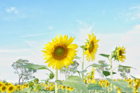A beautiful Sunflower blossom and growing in a garden with sunlightの写真素材