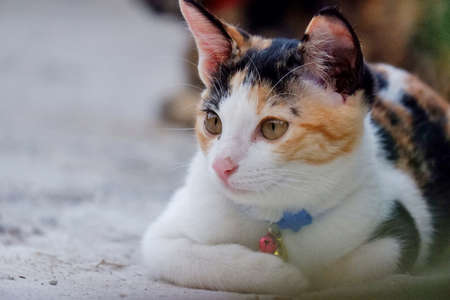 A cute kitty sitting on a floor with blurred cement floor background in outdoor spaceの写真素材