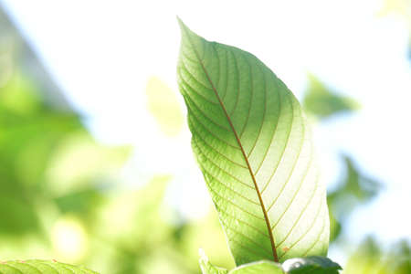 In selective focus a branch of Kratom leaves with sunlight on white isolated background for green...