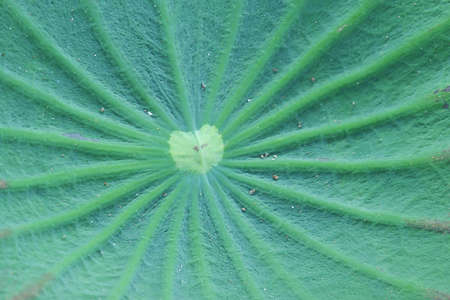 Close-up a green leaf of tropical lotus leaf fir background backdropの写真素材