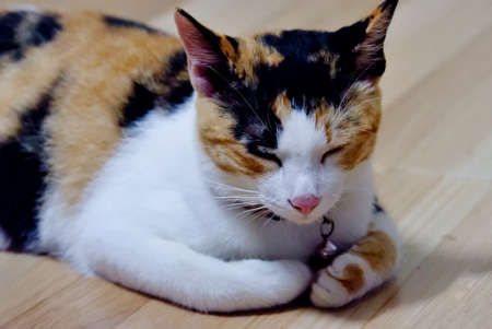 In selective focus a calico kitten sleeping on the floor in indoor space with dark backgroundの写真素材