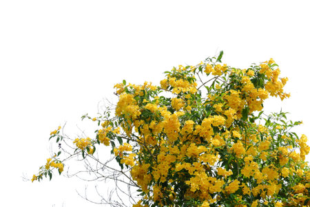 A beautiful branches of yellow golden shower tree blossom with green leaves on white isolated...