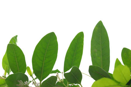 I selective focus tropical plant with leaves twigs on white isolated background for green foliage backdropの写真素材
