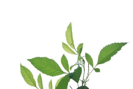Tropical tree with leaves branches on white isolated background for green foliage backdropの写真素材