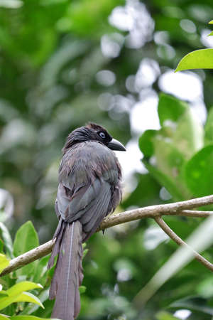 Black-crested Bulbul (Pygmy Bulbul)