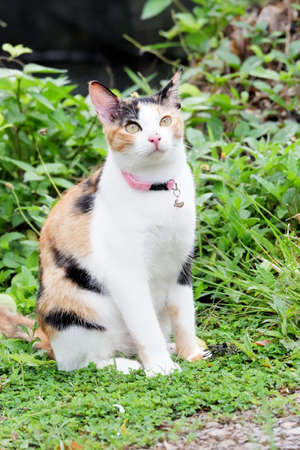 Close up a cute calico cat sitting on the ground with blurred green nature background