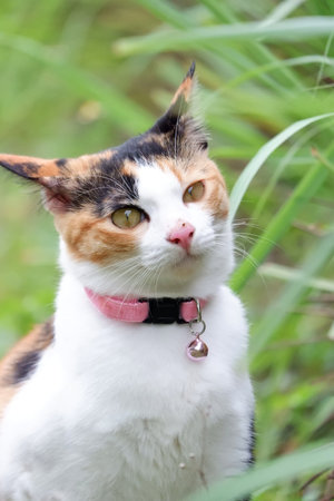 Close up a cute calico cat sitting on the ground with blurred green nature backgroundの写真素材