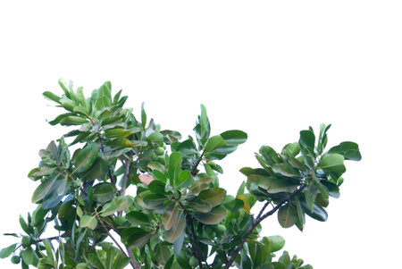 Green leafs isolated on white background, selective focus and crop fragmentの写真素材