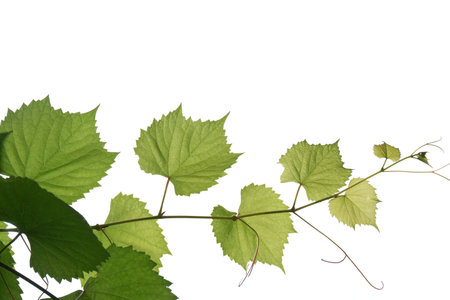 A grape leaves with branches on white isolated background for green foliage backdropの写真素材