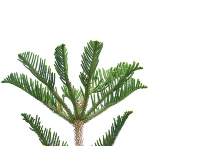 A pine tree with leaves and branches on white isolated background,A Christmas tree detailの写真素材