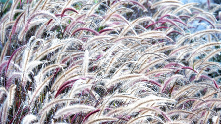 Japanese pennisetum pedicellarum (Feather Pennisetum)の写真素材