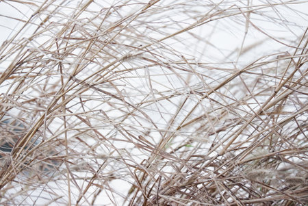 Dry grass in the snow. Winter background. Selective focus.の写真素材