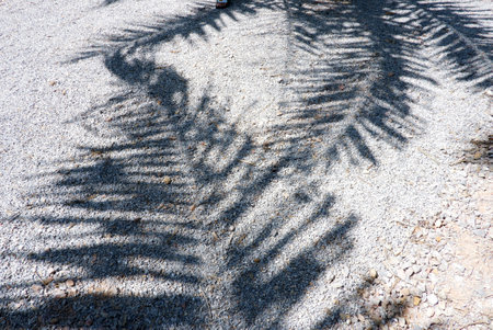 Blurred a group of coconut leaves shadow on a rock pathway with sunlightの写真素材
