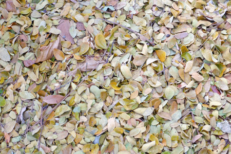 Autumn leaves on the ground as a background, closeup of photo