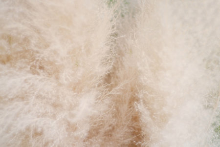 In Selective focus  white dried wild grass flower for background backdropの写真素材