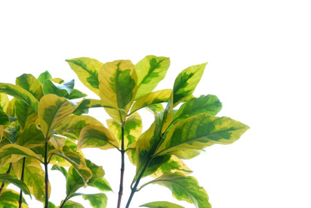 Tropical tree with leaves branches and sunlight, on white isolated background for green foliage backdropの写真素材