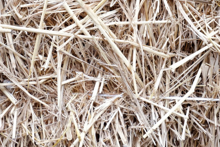 In Selective focus a pile of dried hay for background backdropの写真素材